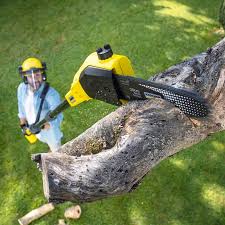 Best Tree and Shrub Care  in Jacinto City, TX