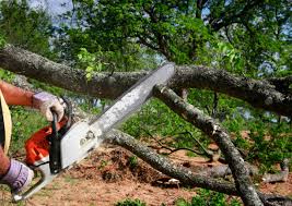 Best Tree Trimming and Pruning  in Jacinto City, TX