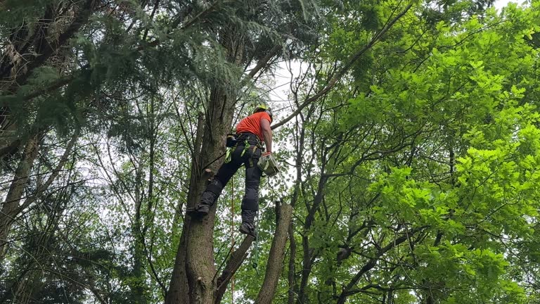 Best Leaf Removal  in Jacinto City, TX