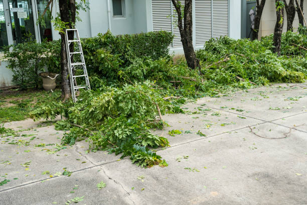 Best Lawn Drainage Solutions  in Jacinto City, TX