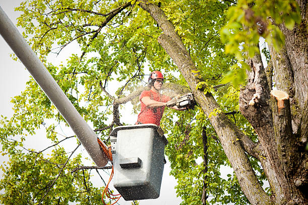 Best Tree Maintenance Programs  in Jacinto City, TX