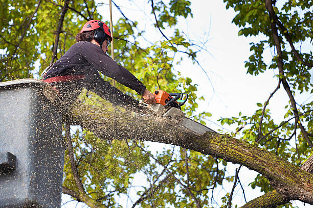  Jacinto City, TX Tree Services Pros